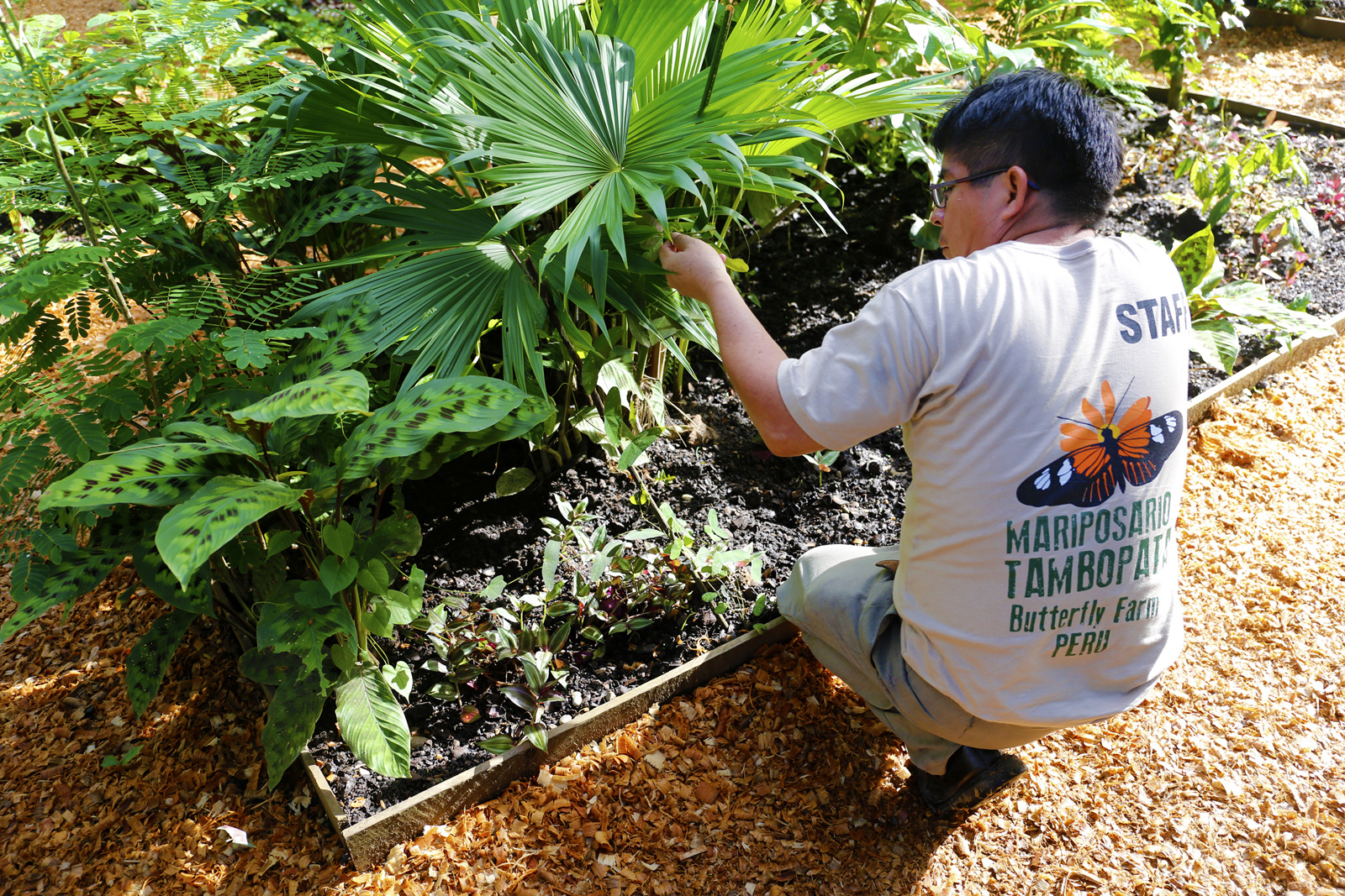 Ernesto Chavez, personal técnico del Mariposario Tambopata