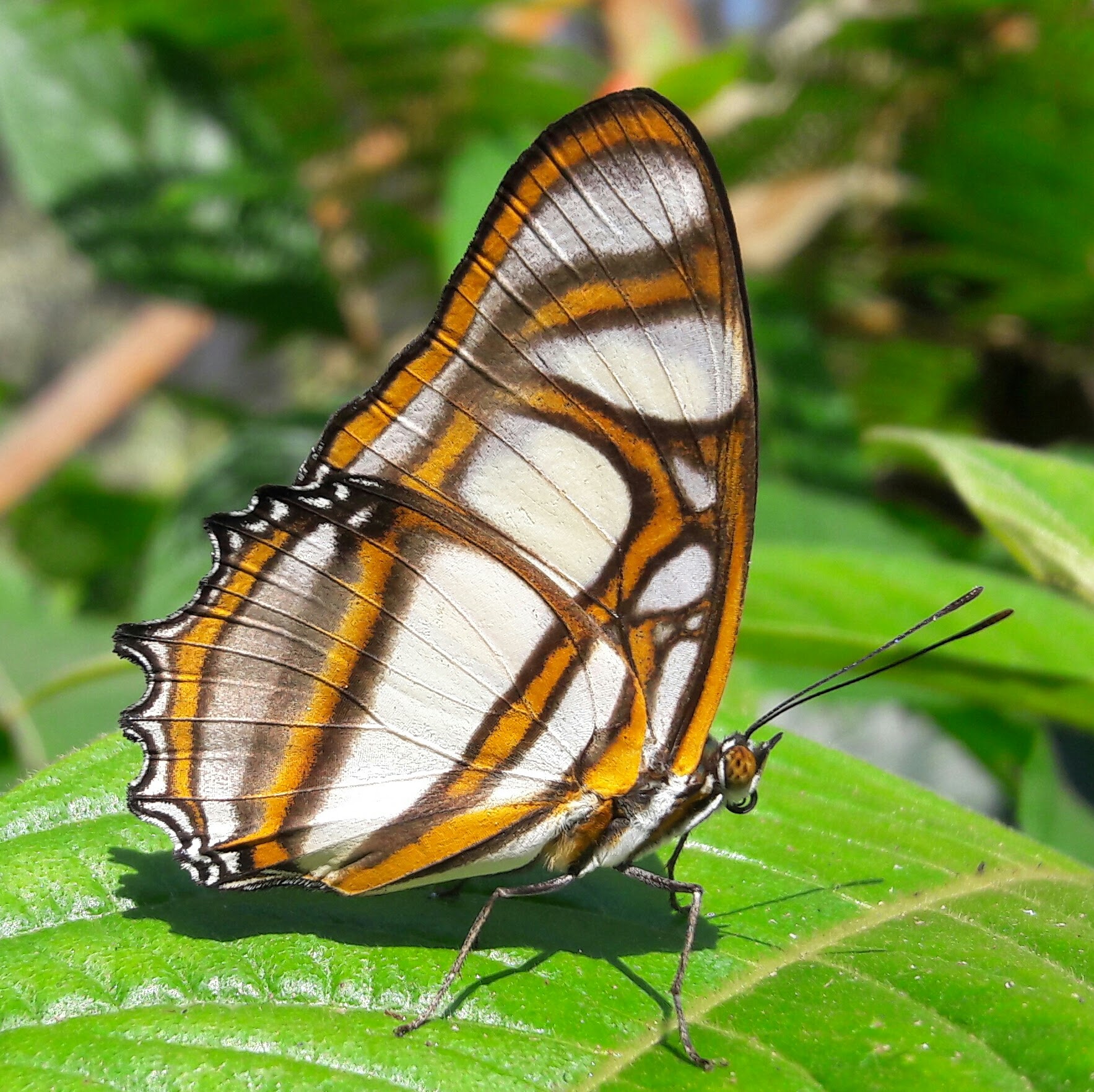 metamorpha