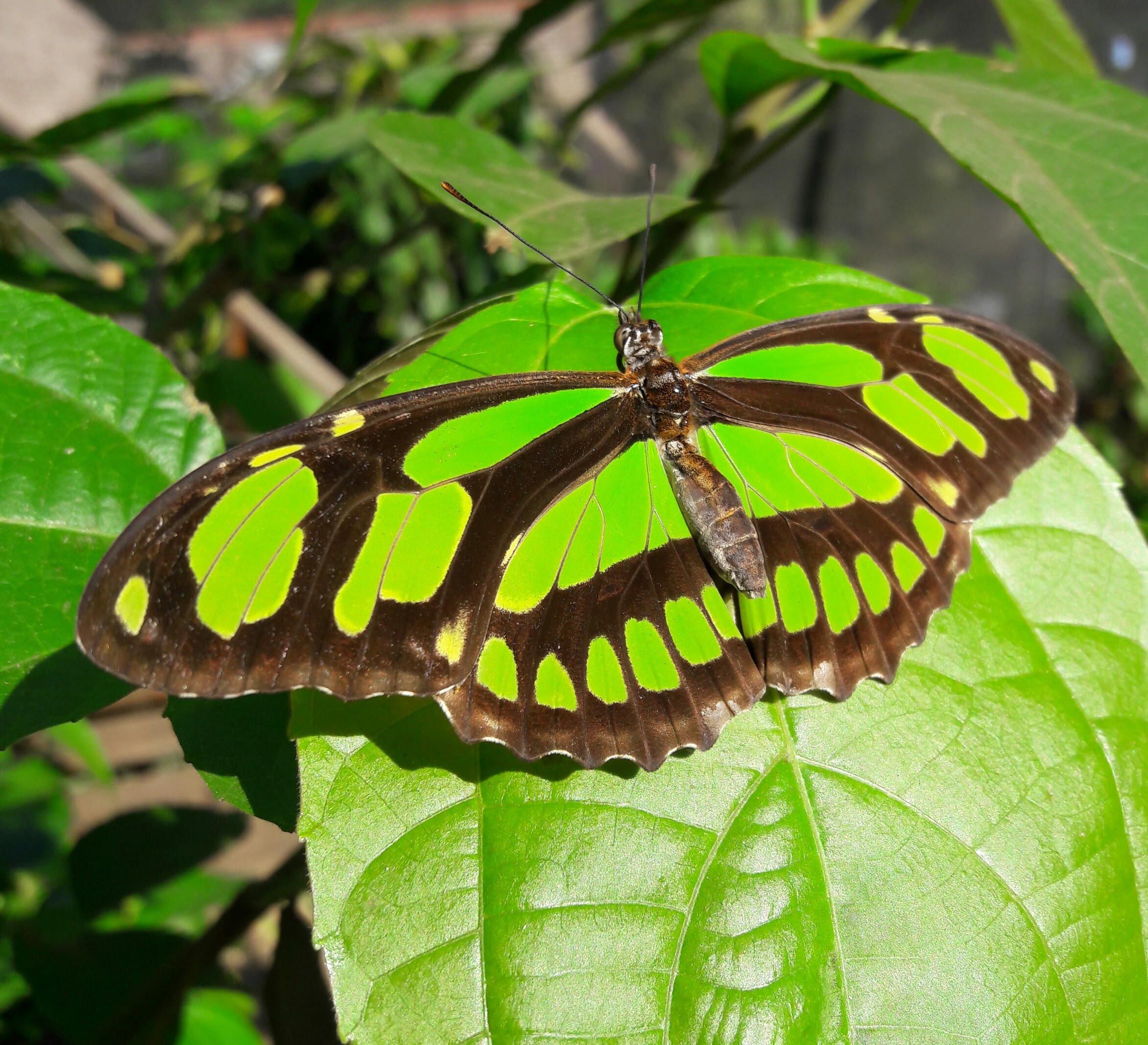 philaethria-dido-2